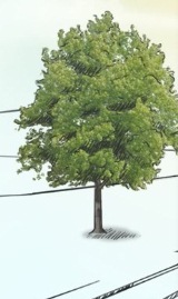 A tree you like