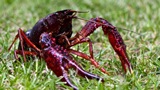 Red swamp crayfish