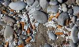 Cigarette-butts-ends-left-009