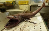 Lizard Fish