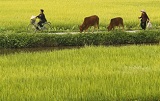 A woman rides a bicycle outside Hanoi