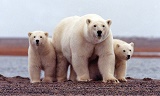 polar_bear