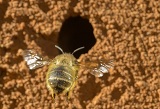 bees_160